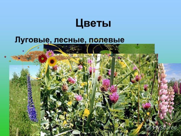 Луговые цветы названия