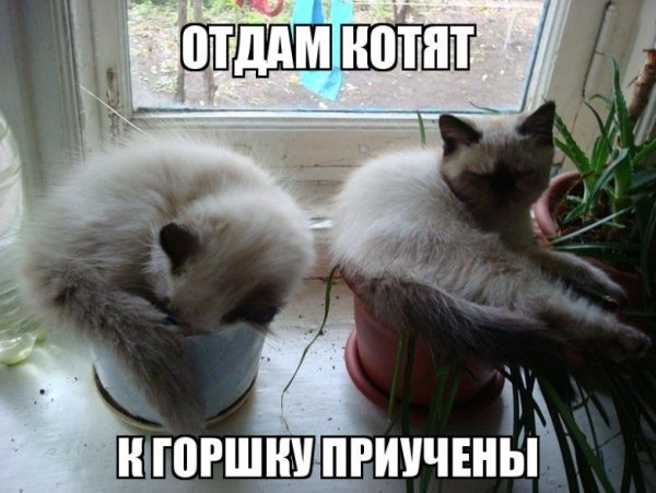 Котята юмор с надписями