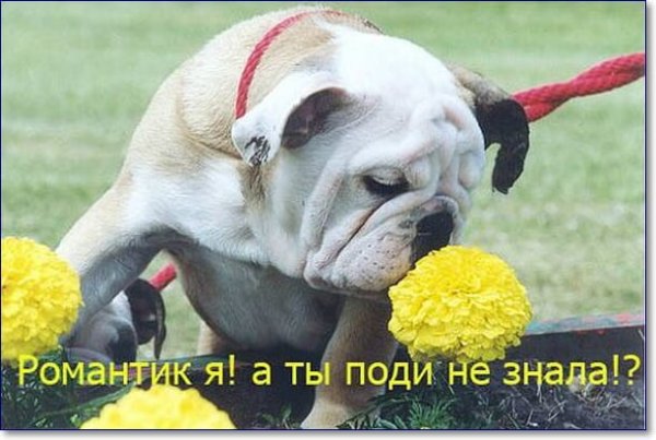 Приколы про цветы с надписями