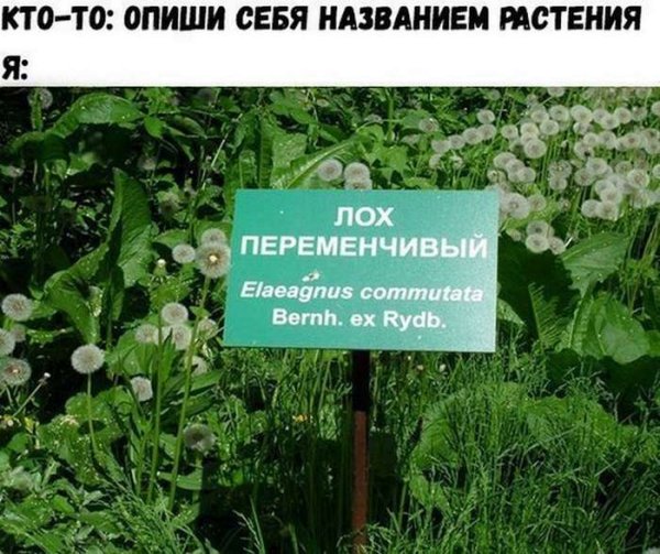 Смешные названия растений