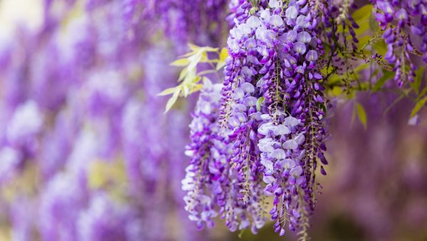 Purple Глициния