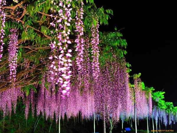 Глициния розовая Wisteria rosea
