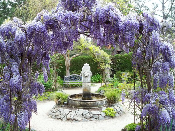 Wisteria sinensis Глициния китайская