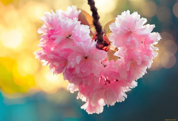 Природа цветы