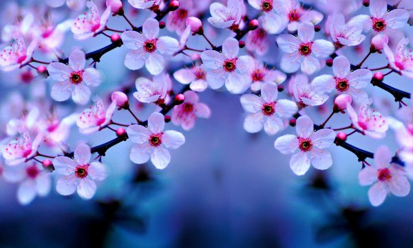 Лотус Purple