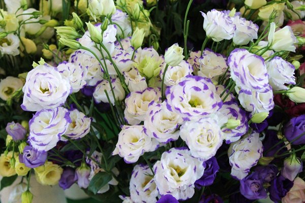 Эустома (Lisianthus)