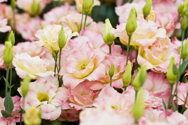 Эустома (Lisianthus)