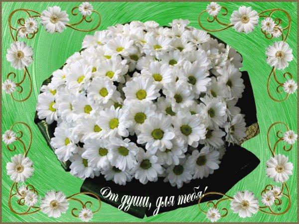 Букеты ромашек с пожеланиями