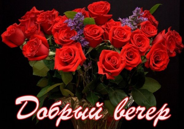 Красивый букет роз добрый вечер
