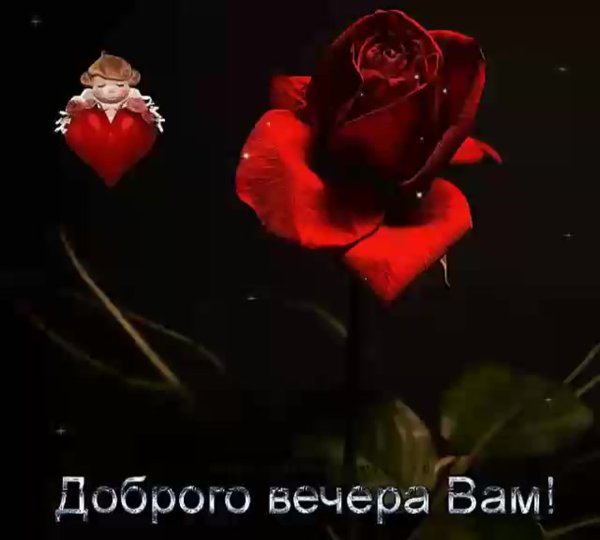 Добрый вечер с розами