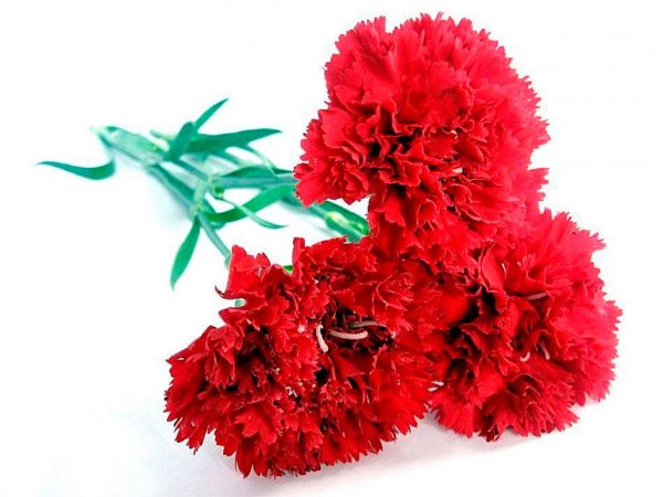 Гвоздика merletto Cherry