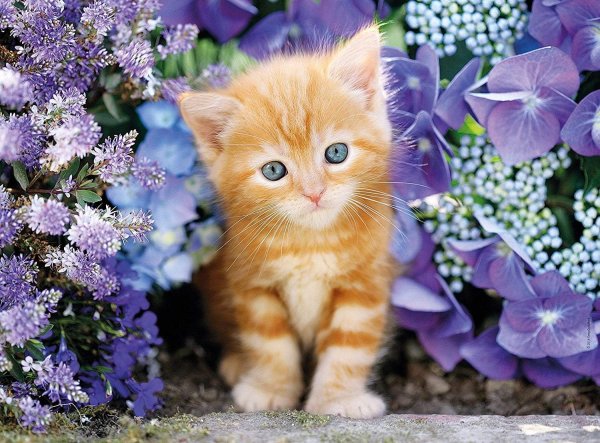 Красивые котята