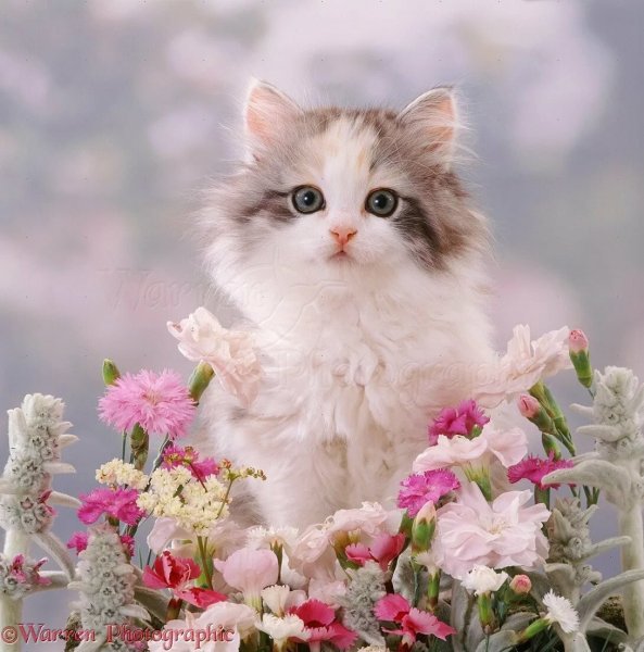 Кошечка в цветах