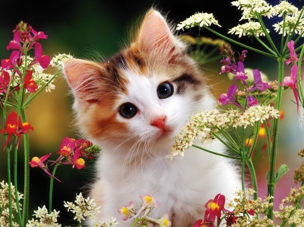 Котенок с цветочком