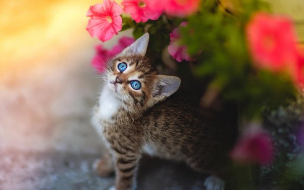 Котенок с цветочком
