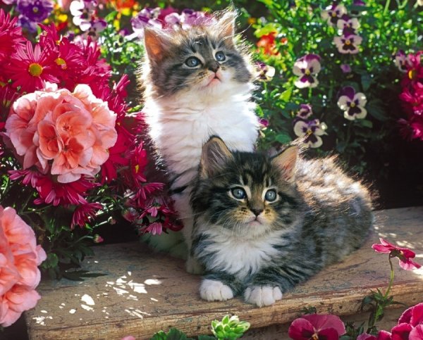 Кот в саду