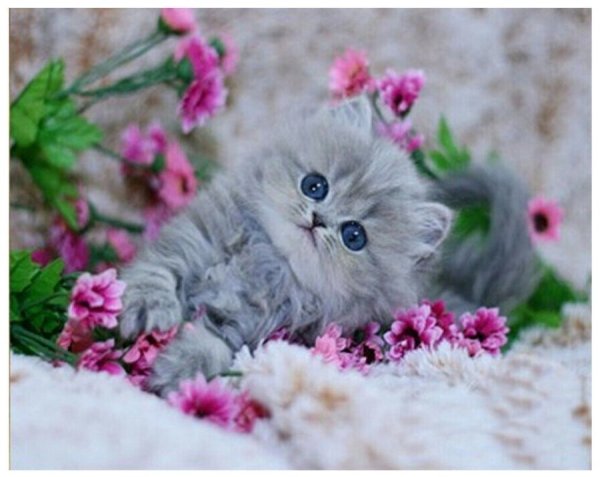 Котенок с цветами