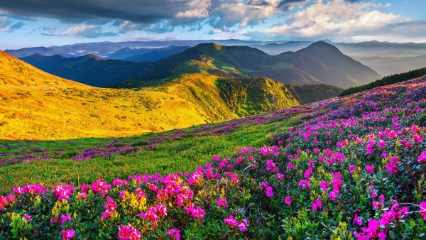 Альпийские Луга новая Зеландия