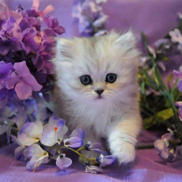 Котенок с цветами