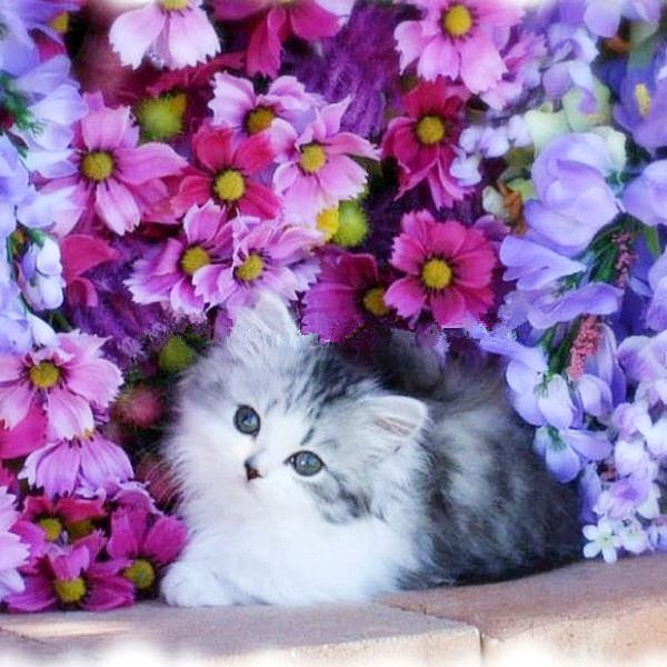 Котенок в цветах