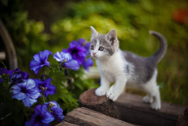 Котёнок с цветком