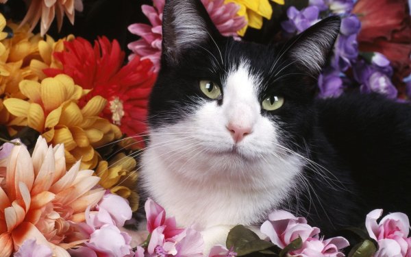 Котик с цветами