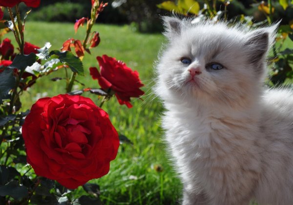 Розы и котенок