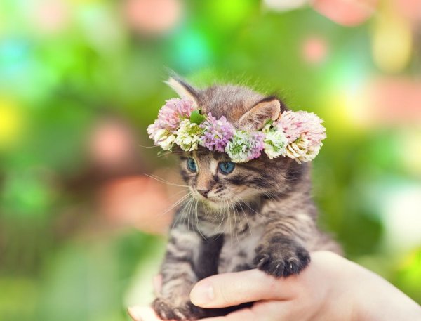 Котенок с цветочком