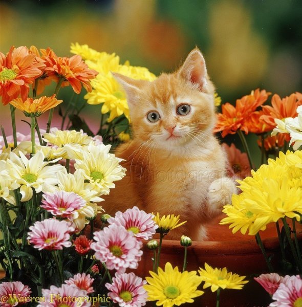 Котик с цветочком