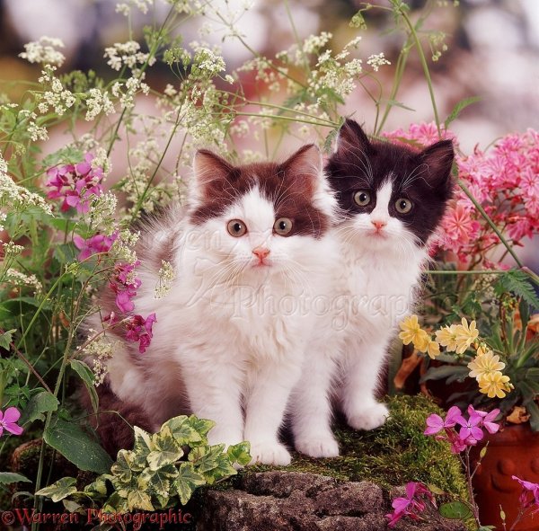 Розы и котенок