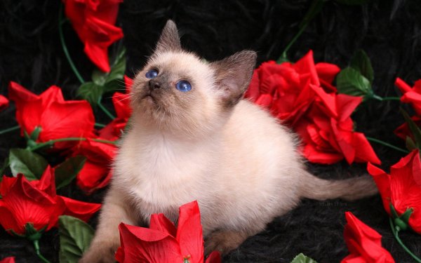 Котенок с цветочком