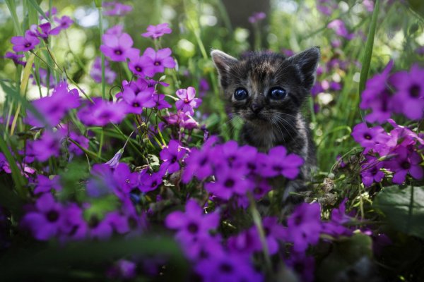 Котенок в саду