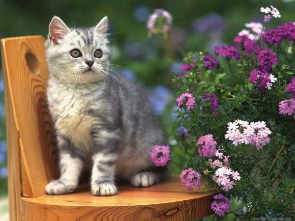 Сиамская кошка с цветами