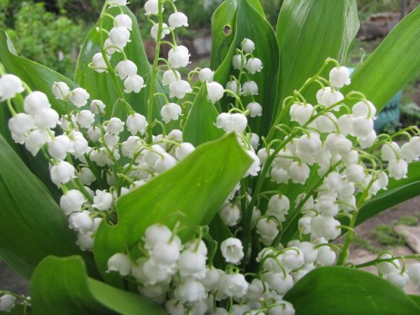 Ландыш Закавказский