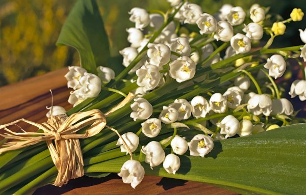 Lily of the Valley (Convallaria)