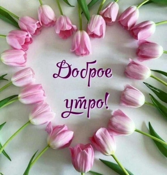 Открытки с добрым утром с тюльпанами