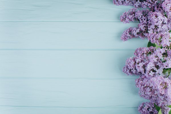 Фотофон цветы сиреневые