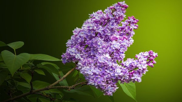 Сирень обыкновенная соцветие