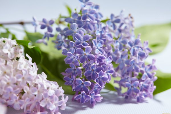 Цветущая сирень
