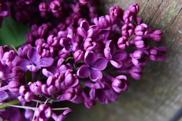 Цв Purple 8тб