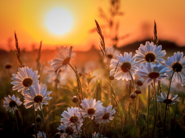 Фон природа рассвет