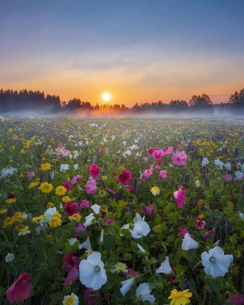 Поле весенних цветов