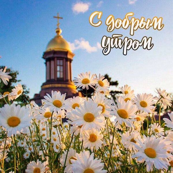 Полевые цветы