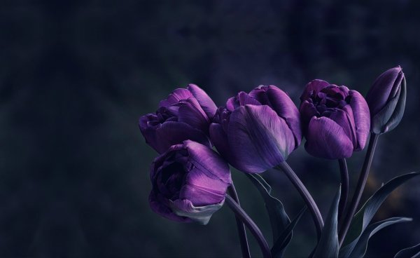 Tulipa Purple Bouquet