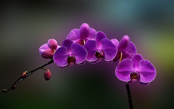 Орхидеи Orchid