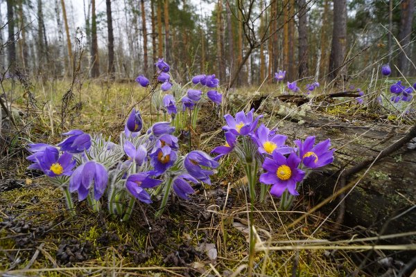 Первоцвет весенний Уральский