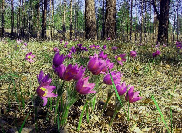 Подснежники Забайкалья