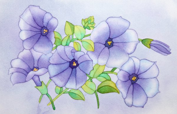 Рисунки цветов
