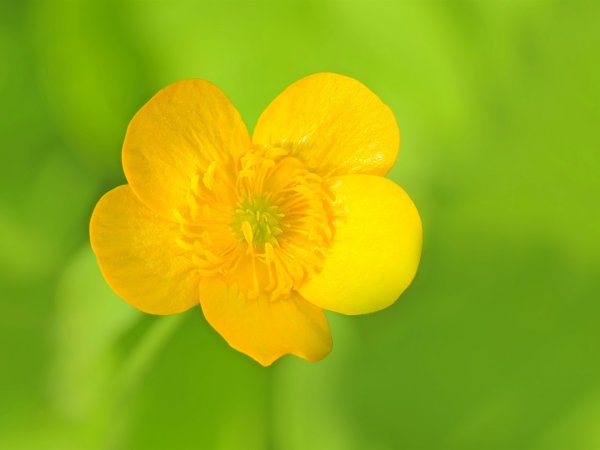 Buttercup Лютик
