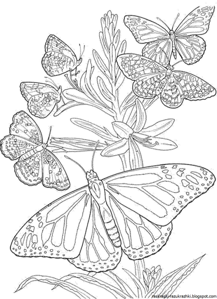 Бабочка и цветы, раскраска